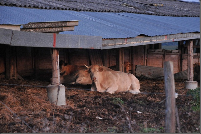 5103086908_583ab1e501_z[1]