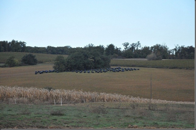 5129586312_4406274e80_z[1]