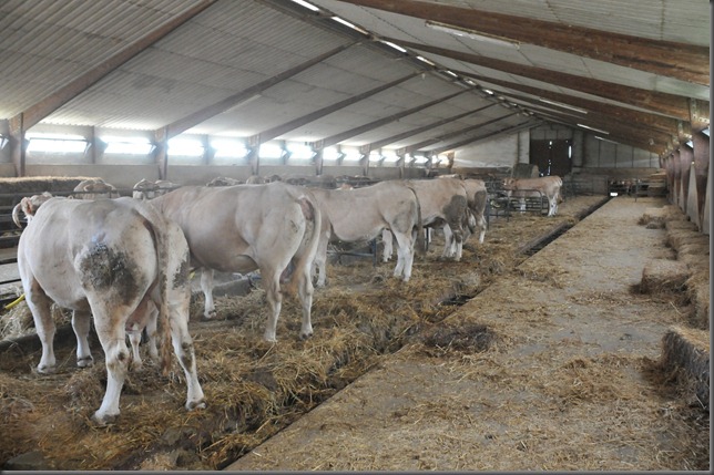 biran cowshed
