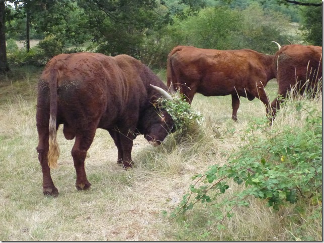 One way to get rid of brambles – Grasspunk Farm