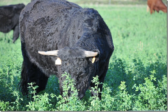 15456180899_daa52f806e_z