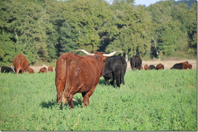 15456235469_20cb07d033_z