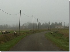 sheep on road