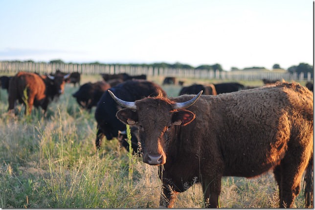 17166669564_c3237a1574_z