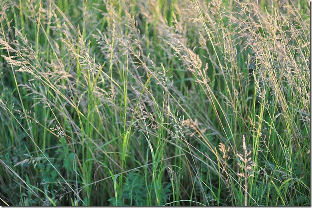 17601602840_227b03eac1_z