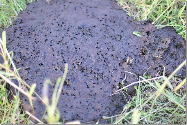 17602813279_9294ac9127_z