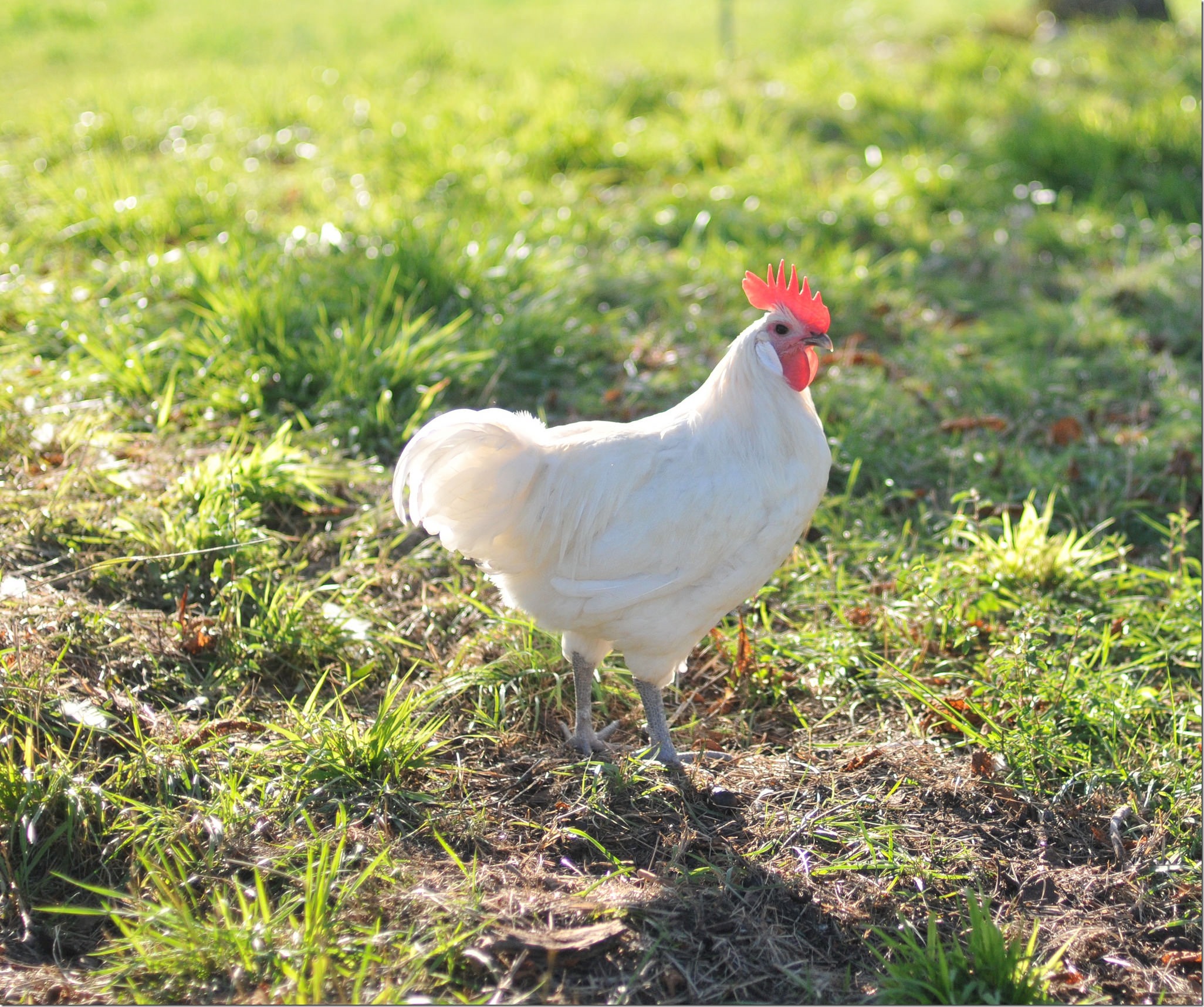 21542623269_6176393e90_k