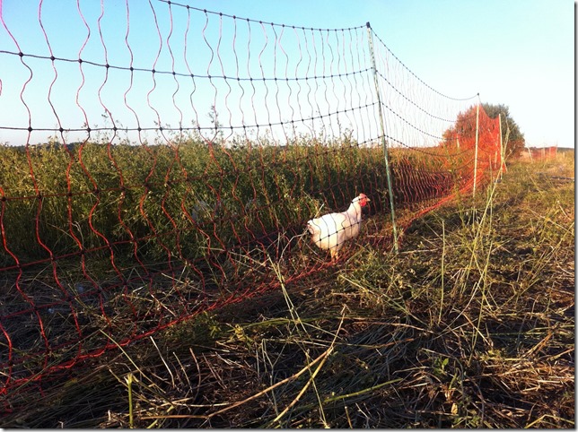 chook grass is greener