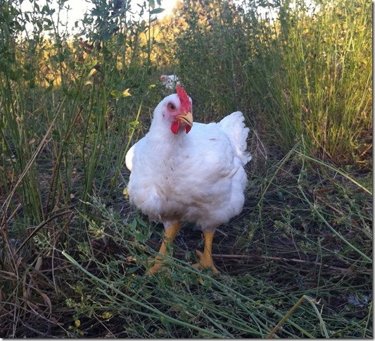 chook lucerne