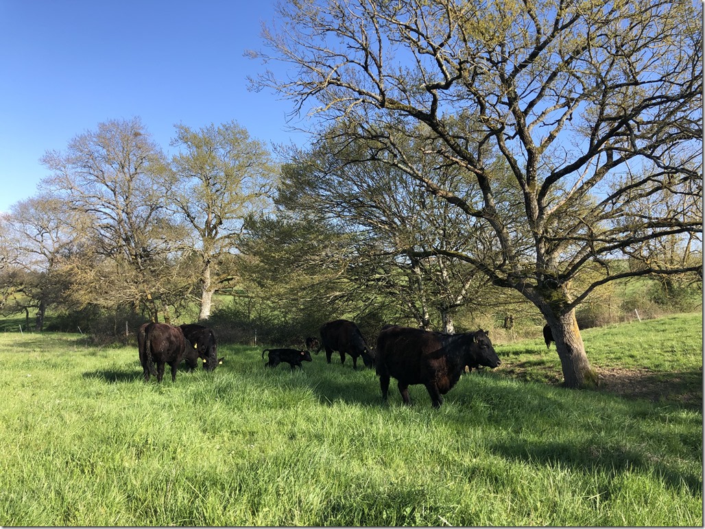 more angus in triangle