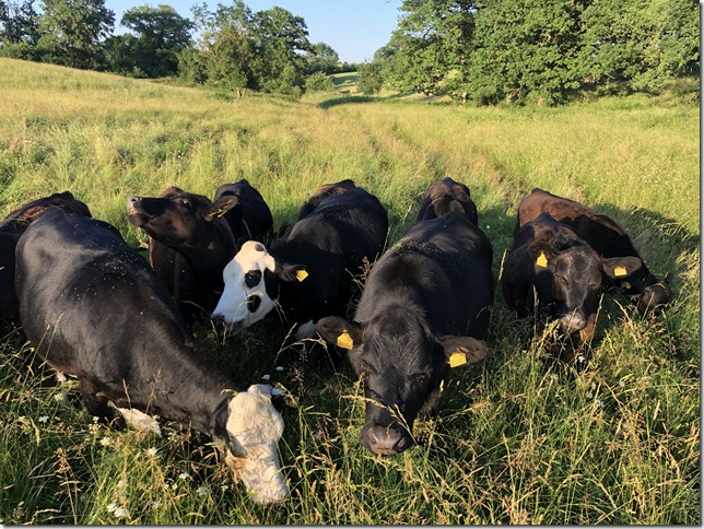 lake emerson heifers